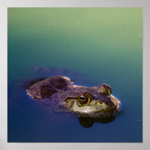 Póster Rana en ojos de rana verde agua