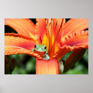 Póster Rana en una flor