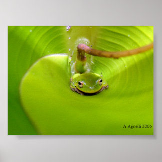 Póster Rana escondida en una hoja de plátano