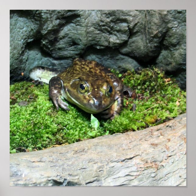 Póster Rana feliz (Frente)