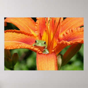 Póster Rana-Flor
