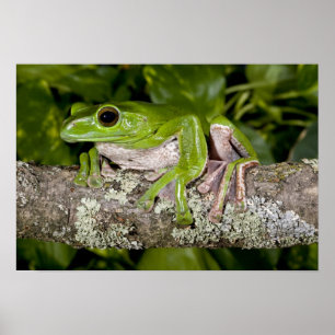 Póster Rana Gigante Voladora, Polypedates dennysi ssp,