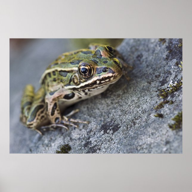 Póster rana leopardo del norte, Isla transparente, (Frente)