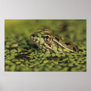 Póster Rana leopardo del Río Grande, Rana berlandieri,