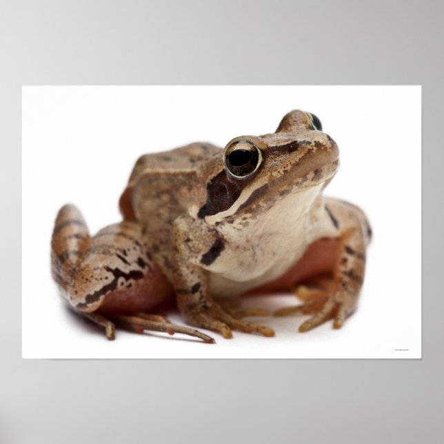 Póster Rana Moor Frog (Frente)