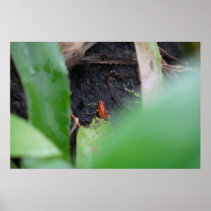 Póster Rana Roja De Arbol Pequeña Pero Peligrosa