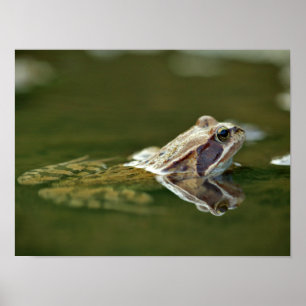 Póster Rana sentada en el agua
