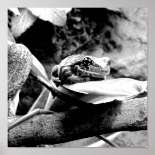 Póster Rana Sobre Hojas B+W