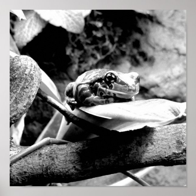 Póster Rana Sobre Hojas B+W (Frente)