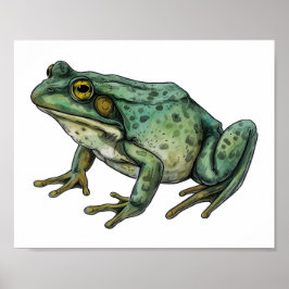 Póster Rana toro    