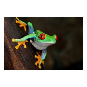 Póster Rana Tropical Roja de Ojos - Callidryas Agalychnis