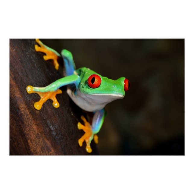 Póster Rana Tropical Roja de Ojos - Callidryas Agalychnis (Anverso)