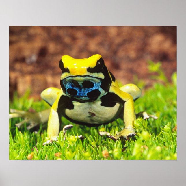 Póster Rana venenosa de Dyeing, Dendrobates tinctorius, (Frente)