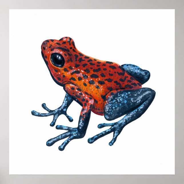 Póster Rana venenosa de fresa (Frente)