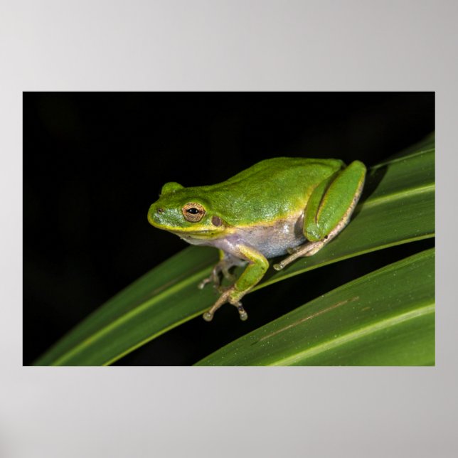 Póster Rana verde arborícola (Hyla cinerea) 2 (Frente)