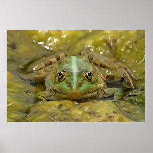 Póster Rana verde camuflada contra la cama del río Weathe