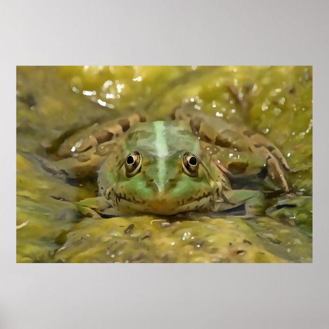 Póster Rana verde camuflada contra la cama del río Weathe (Frente)