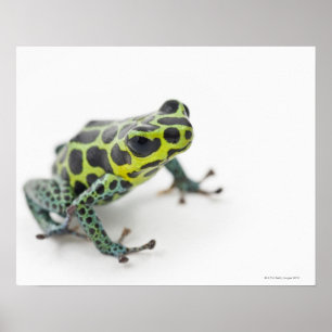 Póster Rana verde manchada negro del dardo del veneno