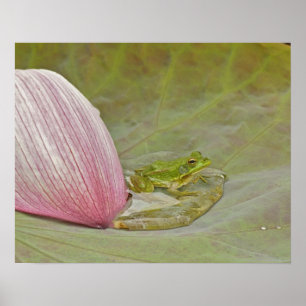 Póster Rana y pétalo de flor de loto, China,
