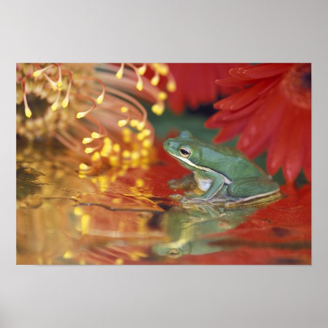 Póster Rana y reflexiones entre las flores. Crédito como: (Frente)