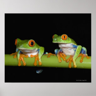 Póster ranas arbóreas Rojo-observadas (callidryas de