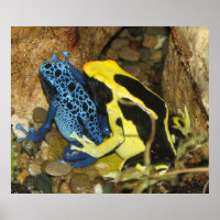 Ranas Dart venenosas