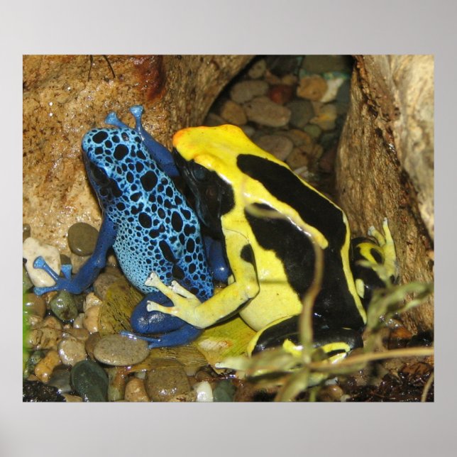Póster Ranas Dart venenosas (Frente)