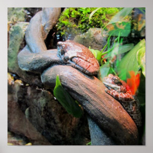 Póster Ranas De Árbol Sleepy
