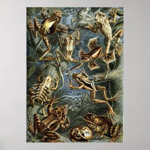 Póster Ranas de Haeckel