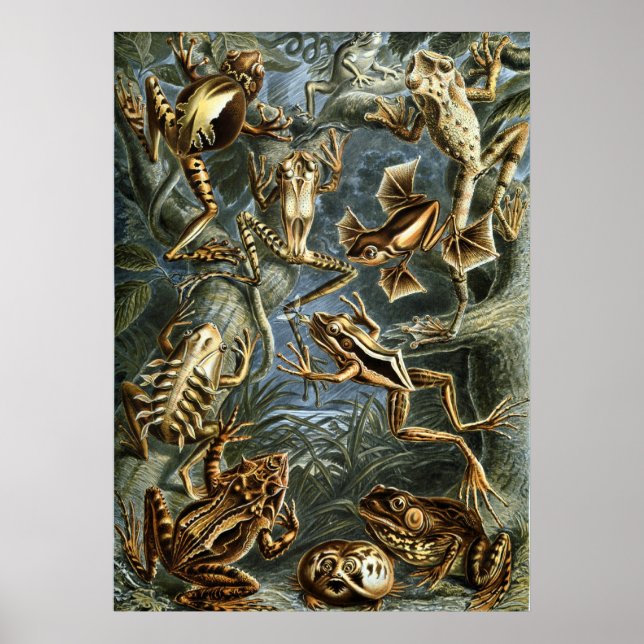 Póster Ranas de Haeckel (Frente)