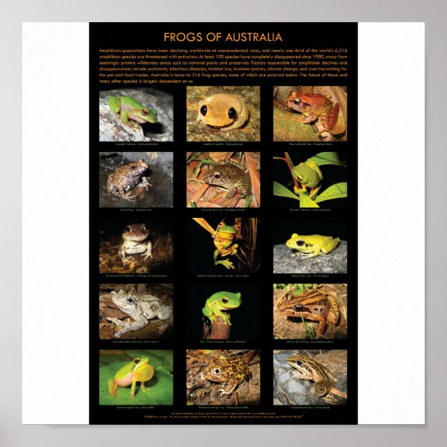Póster Ranas de Poster de Australia (Frente)