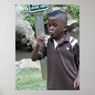 Póster Ranas de verano