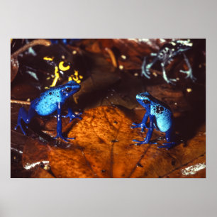 Póster Ranas del dardo del veneno