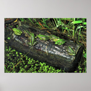 Póster Ranas en un registro