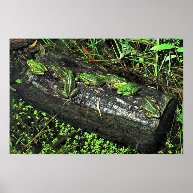 Póster Ranas en un registro (Frente)