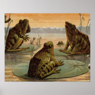 Póster Ranas Lily Pads Moon Ilustracion