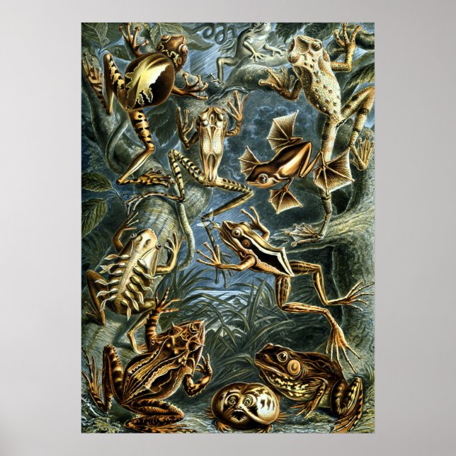 Póster Ranas vintage de Ernst Haeckel (Frente)