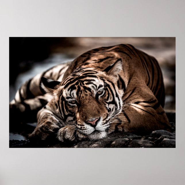 Póster ranthambore wild male tiger Fine art image portrai (Frente)