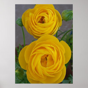 Póster Ranúnculos Amarillos Flor de Bulbo de Primavera Ja