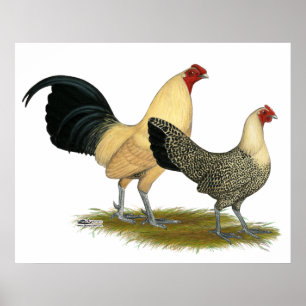 Póster Ranúnculos poner crema ingleses viejos