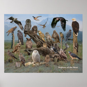 Póster Rapaces del oeste