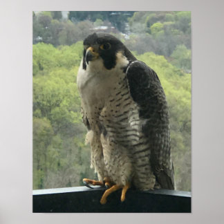 Póster raptor