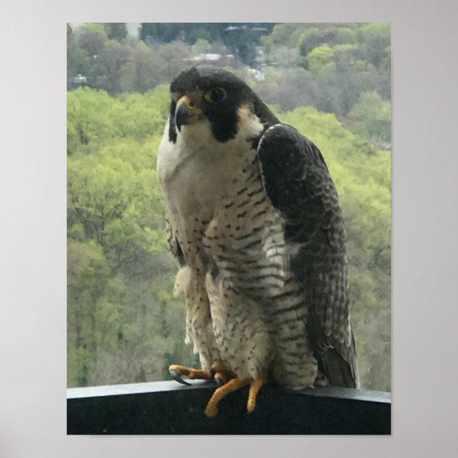 Póster raptor (Frente)