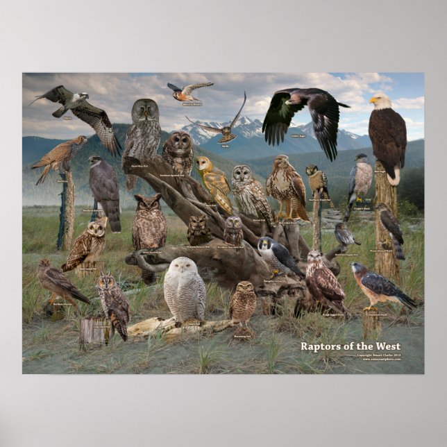 Póster Raptores de Occidente 2019 (Frente)