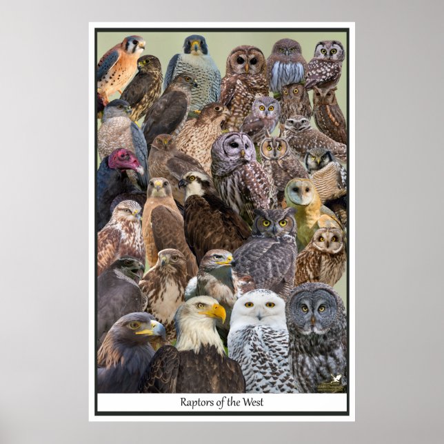 Póster Raptors of the West (Frente)