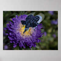 Rara bicho de elefante azul