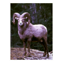 Rara de Bighorn