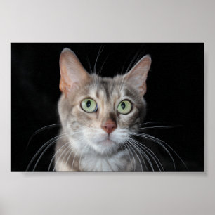 Póster Rara foto de gato en Bengala de Marble Azul