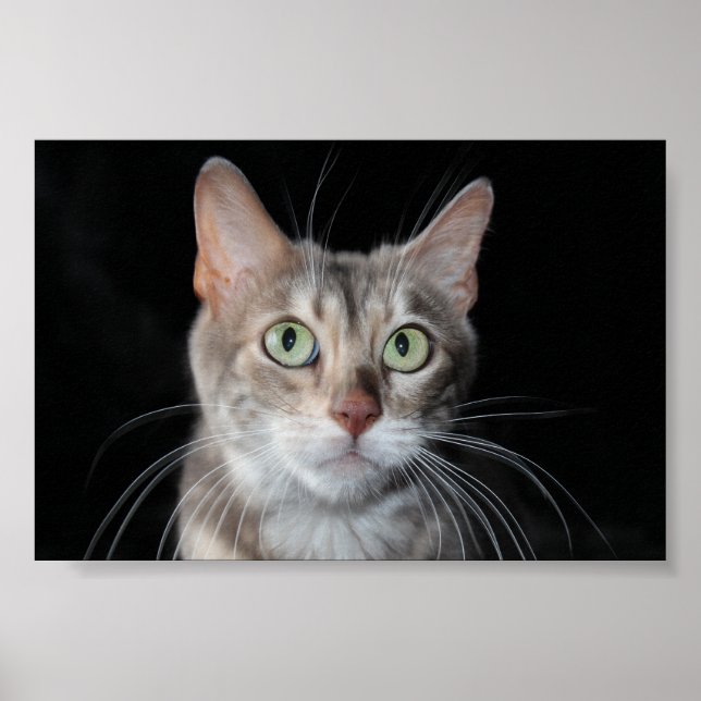 Póster Rara foto de gato en Bengala de Marble Azul (Frente)