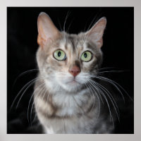 Rara foto de gato en Bengala de Marble Azul
